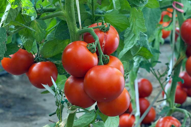 Плюсы и минусы выращивания томатов в горшках. суть метода и описание