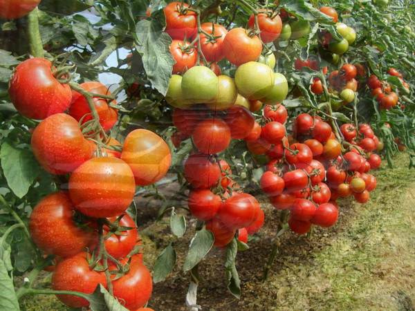 Устойчивый к болезням и неприхотливый в уходе томат «джина» — практическое руководство по выращиванию