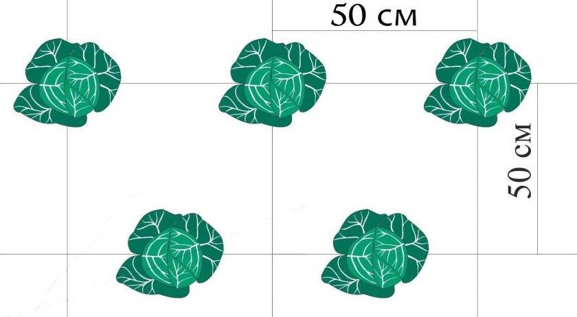 Брокколи схема посадки рассады