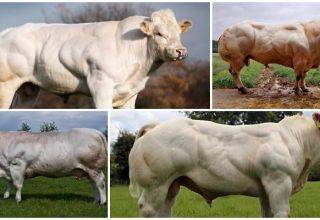 Самые большие быки в мире