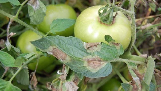 Как бороться с фитофторой на помидорах в теплице и открытом грунте