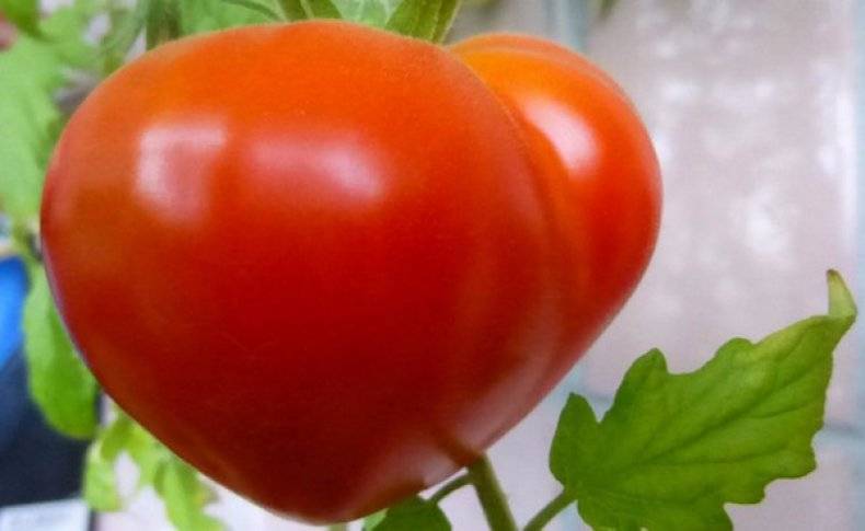 Описание сорта помидоров вельможа