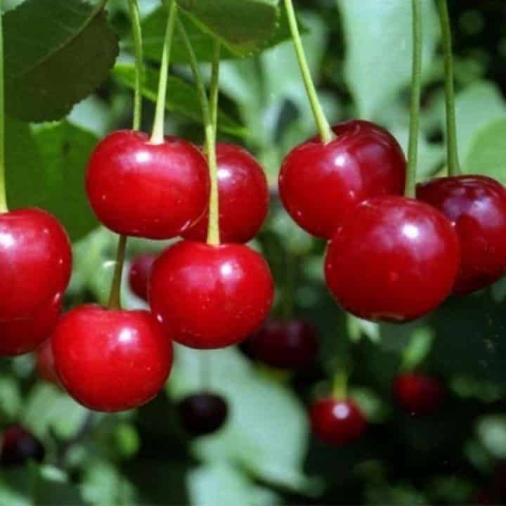 Описание сорта вишни лютовка и характеристика урожайности, выращивание и уход