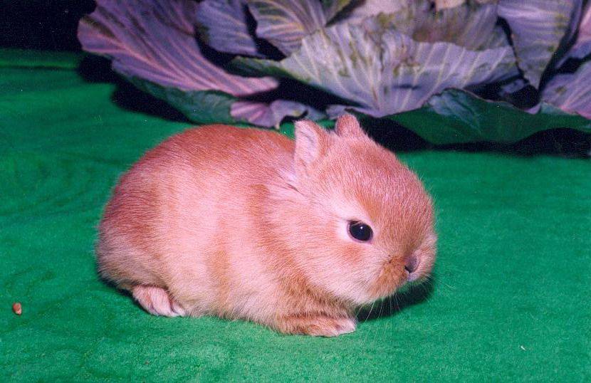 Порода кроликов вислоухий баран: описание и содержание