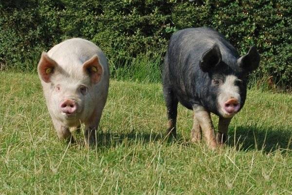 Свиньи породы пьетрен – лидеры гибридного разведения