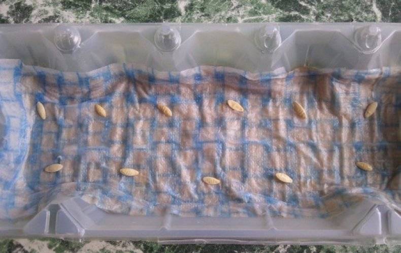 Как правильно замочить семена огурцов перед посадкой