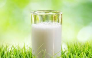 Козы для молока: выбираем молочную породу