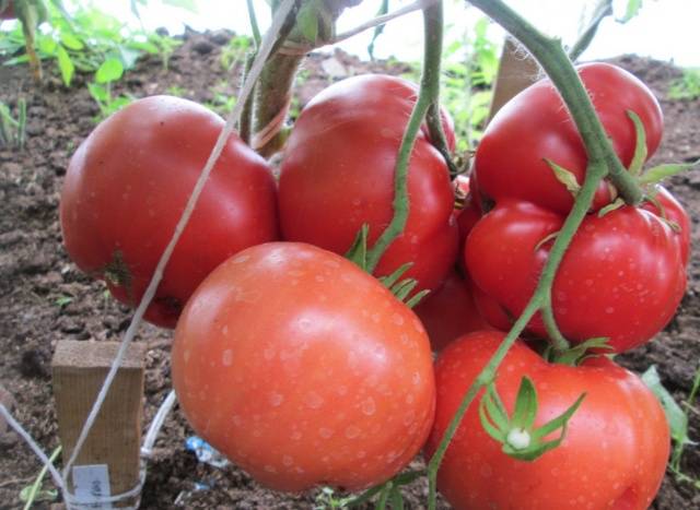 Характеристика и описание сорта томата Бабушкин Секрет и его урожайность