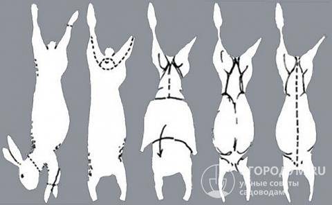 Выделка шкуры кролика: разбираем этапы и тонкости процесса