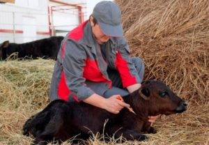 Почему кашляет теленок и чем его лучше лечить