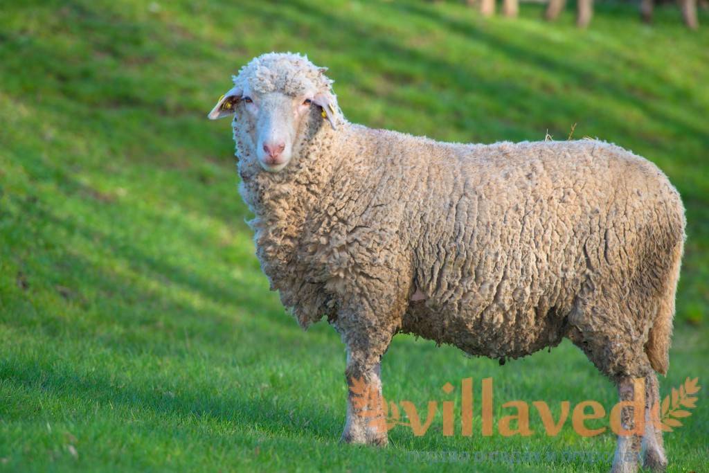 Тексель — мясошерстная порода овец с отличными характеристиками