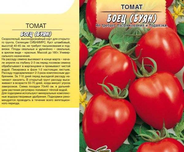 Раннеспелый сорт, идеальный для прохладного климата — томат «буян» и инструкция по его выращиванию