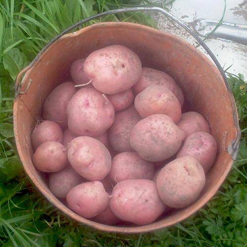 Картофель ильинский: описание и характеристика, отзывы