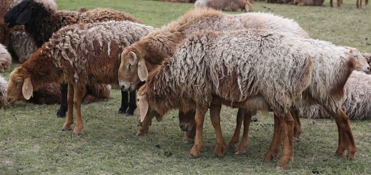 Породы овец: отличительные особенности, продуктивность, правила содержания