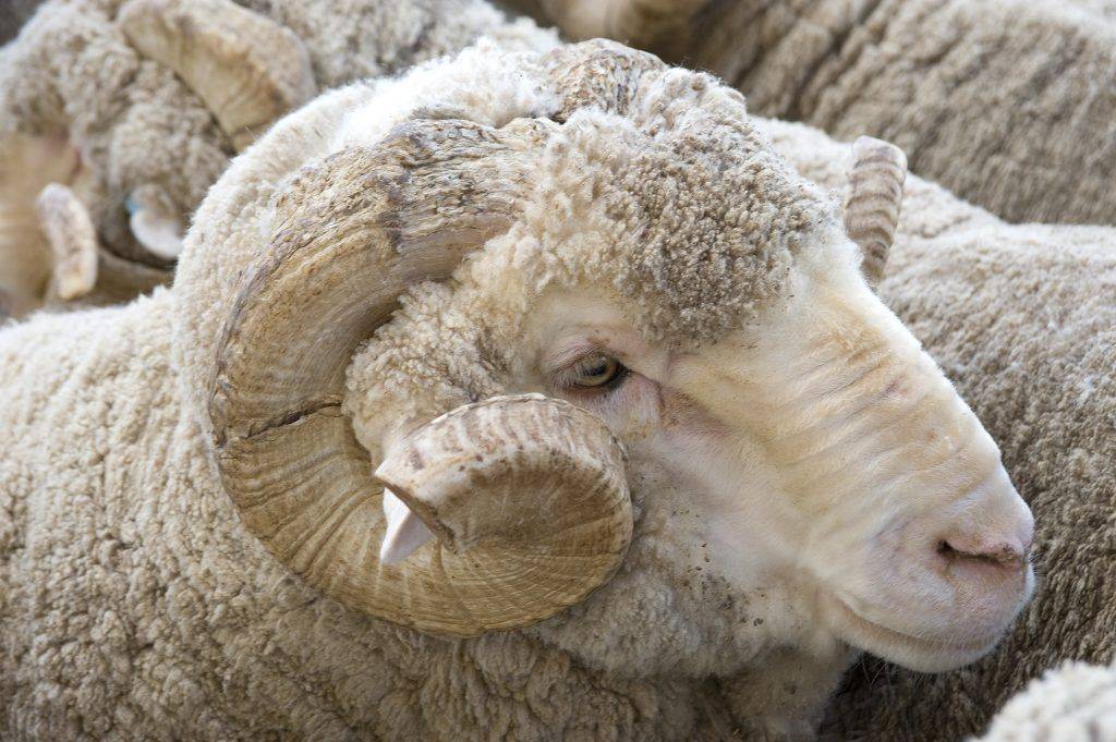 Как правильно и чем стричь овец?