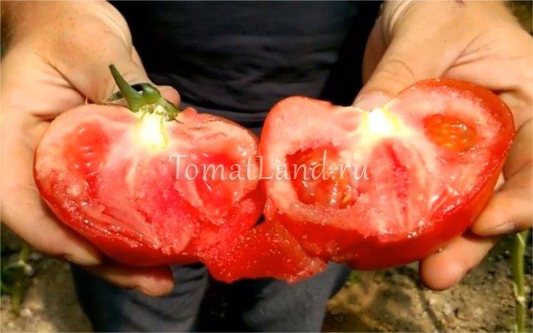 Желанный гость на загородном участке – томат «белле f1»: описание и фото сорта