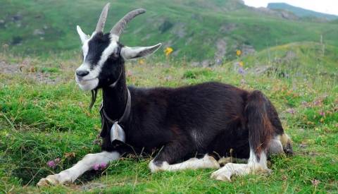 Обзор чешских коз – главные характеристики и особенности содержания