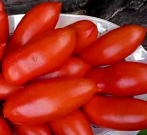 Описание, особенности выращивания и ухода томатов сорта «банан красный»