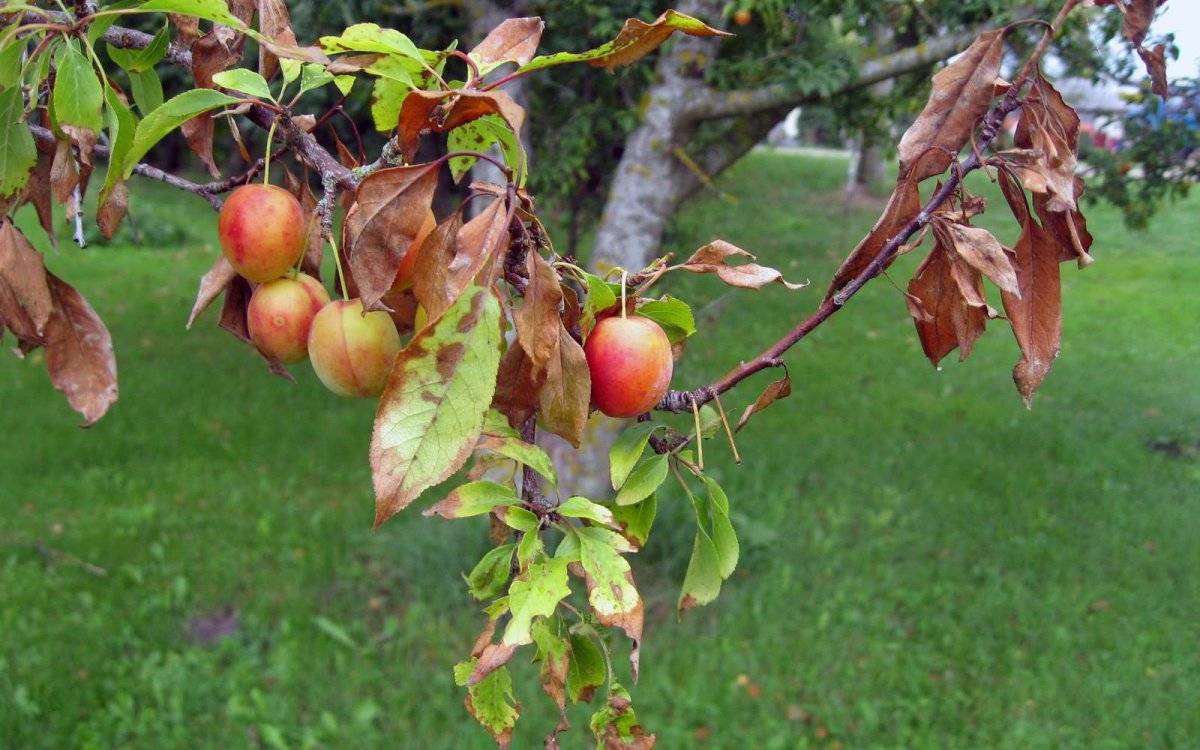 Почему скручиваются листья яблони?