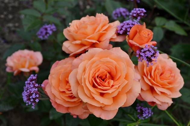 Канадские розы: лучшие морозостойкие сорта, описание, выращивание и уход