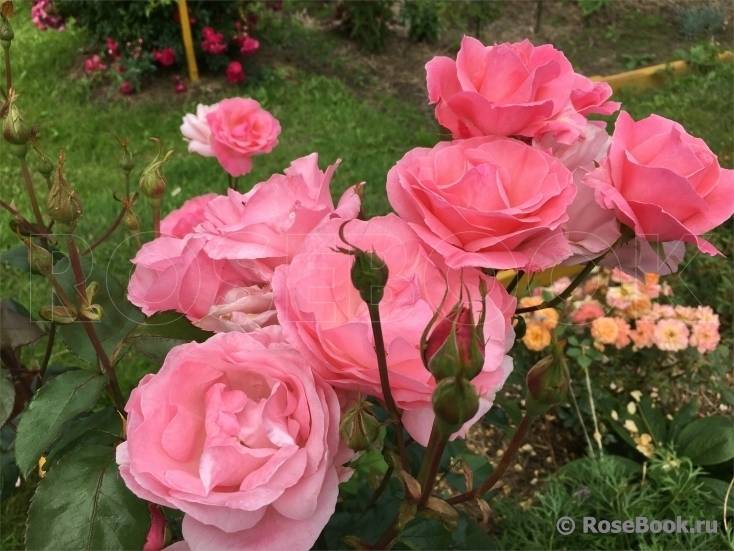 Роза гранд аморе: описание и характеристики сорта, выращивание, размножение