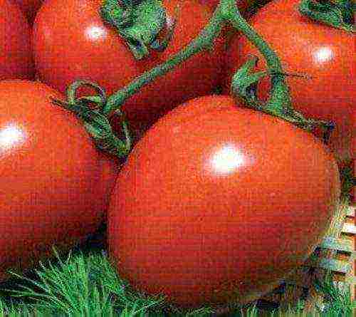 Обзор сортов низкорослых томатов, не требующих пасынкования