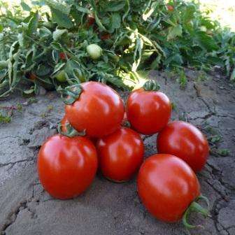 Лучшие сорта помидоров для выращивания в теплице (поликарбонатной или пленочной): обзор самых хороших томатов
