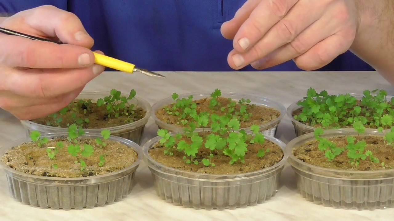 Рассада клубники: как вырастить из семян в домашних условиях
