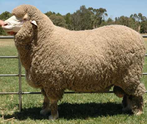 Баран и овца: в чем основная разница, особенности происхождения слов, отличительные характеристики животных