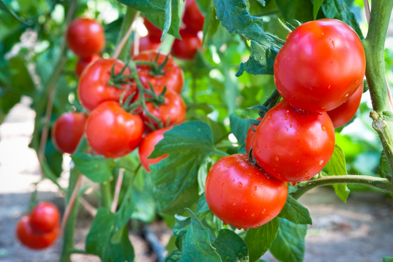 Самое время высаживать рассаду помидоров в теплицу в мае 2020: лунный календарь, как правильно выбирать день, ключевые условия и правила высадки, какая рассада помидор полностью готова к высадке