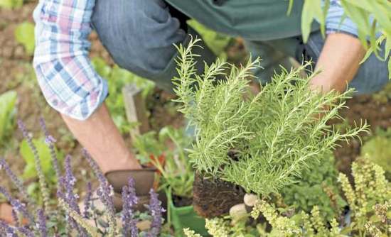 Выращивание розмарина в открытом грунте: секреты садовода