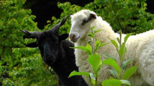 Беременность и роды у овцы