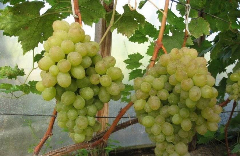Описание и правила выращивания винограда сорта Ланселот