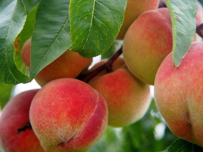 Самые лучшие сорта персиков с фото и описанием