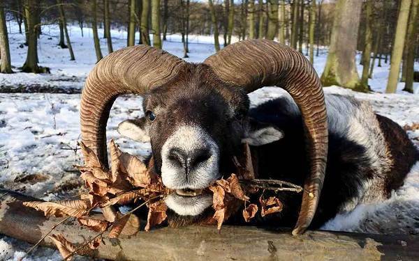 Основные правила разведения овец и баранов, пошаговый процесс обустройства овчарни, уход за животными