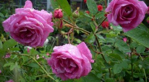 Описание и тонкости выращивания плетистой розы сорта Лагуна