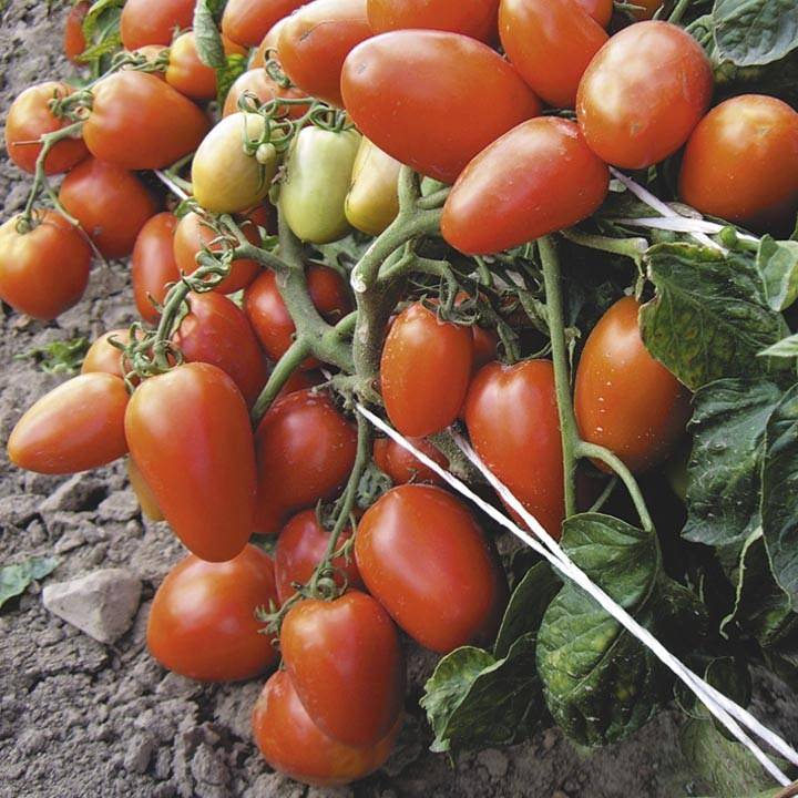 Томат диаболик f1 — описание сорта, урожайность, фото и отзывы садоводов