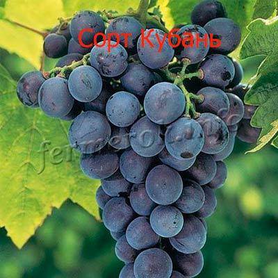 Как, когда и зачем опрыскивать виноград в весенний период?