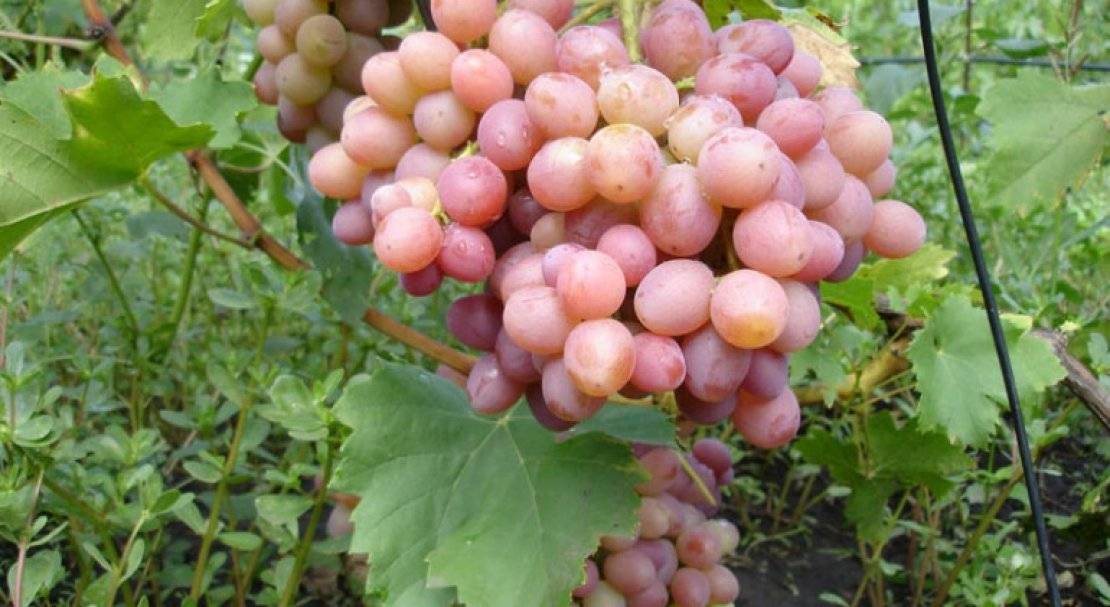 Описание и характеристики сорта винограда левокумский, происхождение и особенности выращивания