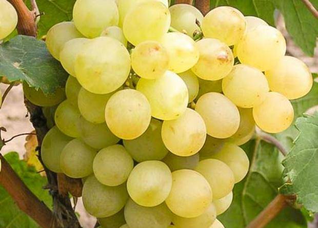 Описание и характеристики сорта винограда ромбик, преимущества и недостатки, выращивание