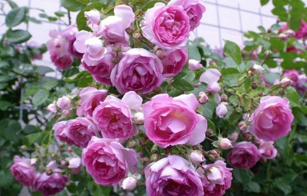 Посадка и выращивание розы фрезии
