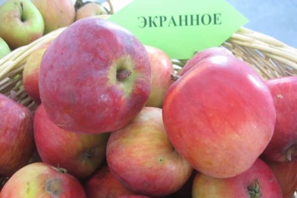 Описание сорта и особенности яблони Экранное, морозостойкость и урожайность