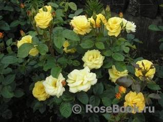 Описание и технология выращивания роз сорта Артур Белл