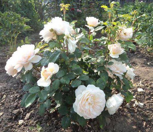 Несравненная красота и практичность почвопокровной розы
