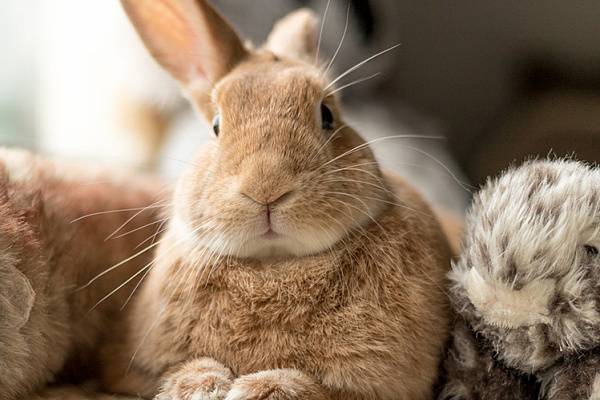 Какие витамины нужно давать кроликам маленьким