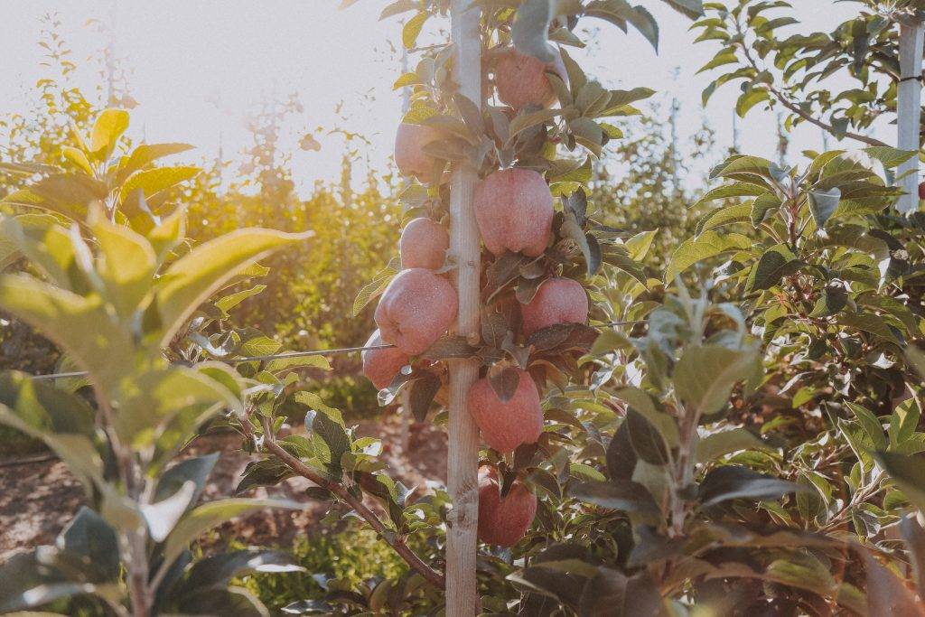 Летний сорт яблок с прекрасным иммунитетом — яблочный спас