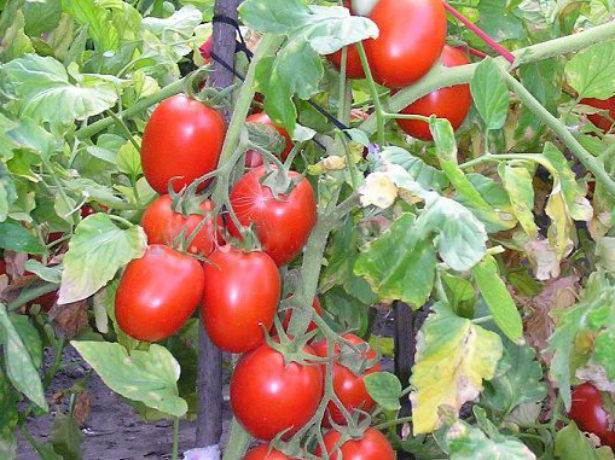 Один из лучших сортов для консервации — раннеспелый и высокоурожайный томат «новичок»