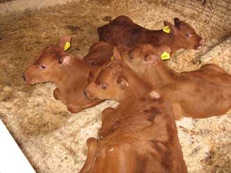 Симптомы парагриппа-3, лечение и профилактика крупного рогатого скота