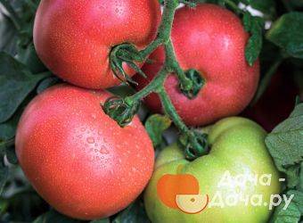 Аккуратные плоды с отменным вкусом — томат аня: описание сорта и особенности выращивания