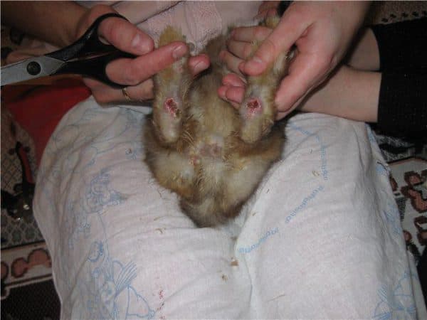 Симптомы и быстрое лечение кроликов от пододерматита в домашних условиях